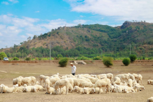Đồng cừu Suối Nghệ Châu Đức, Vũng Tàu - điểm “sống ảo” cực chất