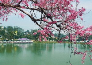 Đà Lạt lần đầu tiên tổ chức lễ hội hoa Mai Anh Đào